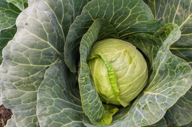 Yeşil yapraklı lahana