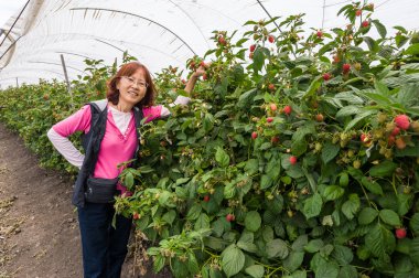 Asya kıdemli malzeme çekme çilek