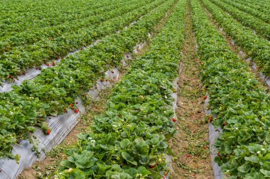 Hasat için olgun çilek