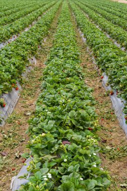 Hasat için olgun çilek