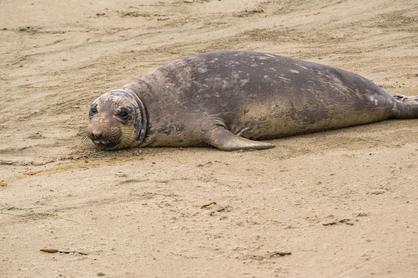 Foca gigante descansando en la playa — Foto de Stock