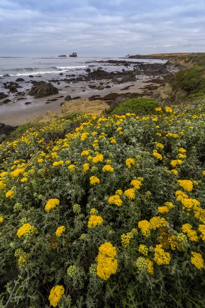 Bunga Yelow mekar sepanjang pantai California — Stok Foto