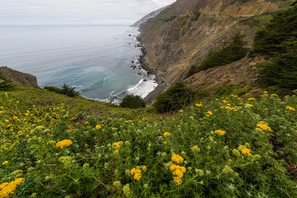 カリフォルニアの西海岸に沿って咲く美しい黄色い花はアメリカで最も風光明媚なドライブと広くみなされます — ストック写真