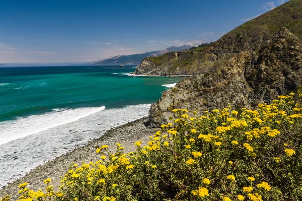 Indah Bunga Musim Panas Mekar Sepanjang Pantai Barat California Secara — Stok Foto