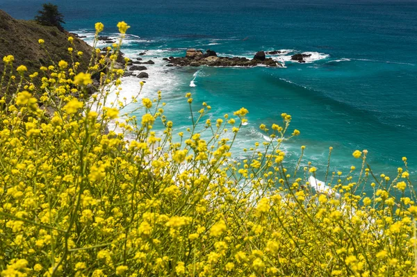 Little Kuning Bunga Musim Panas Mekar Sepanjang Pantai Yang Indah — Stok Foto