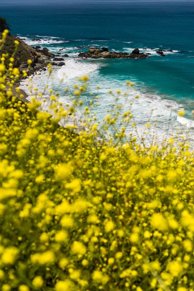 Flores amarelas de verão em plena floração — Fotografia de Stock