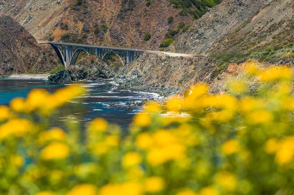 高速道路に沿って咲く黄色の花 — ストック写真