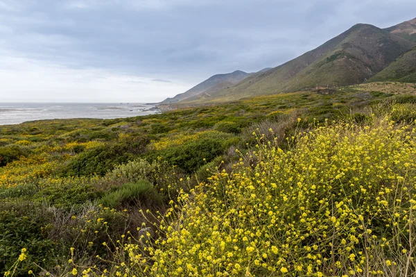 アメリカ西部の海岸線に沿って花 — ストック写真