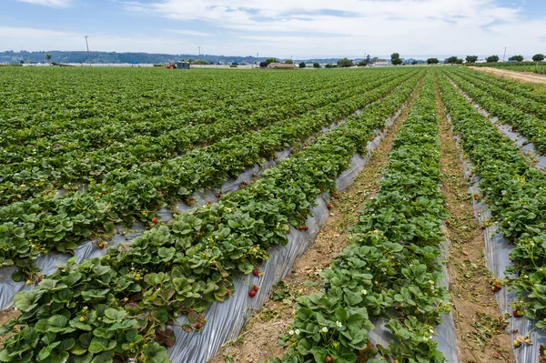 Rijpe aardbeien voor oogst — Stockfoto