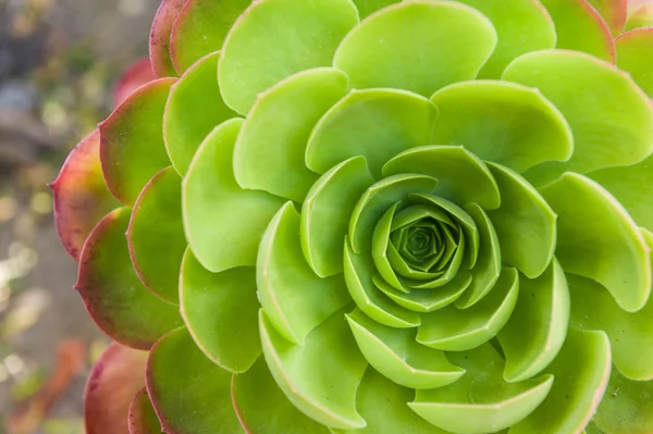 キャベツの花のクローズ アップ — ストック写真