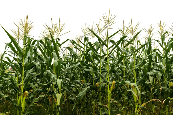 Corn plantage vid skörd — Stockfoto