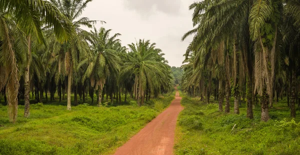 Droga do Plantacja palm — Zdjęcie stockowe