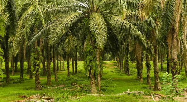 Piantagione di palme — Foto Stock