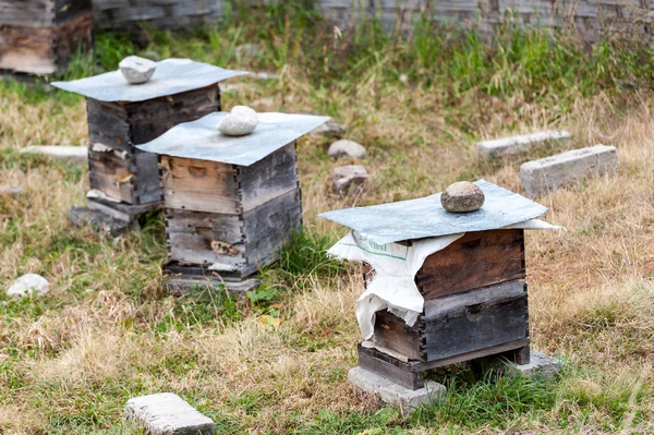 Raising bees and producing honey — Stock Photo, Image