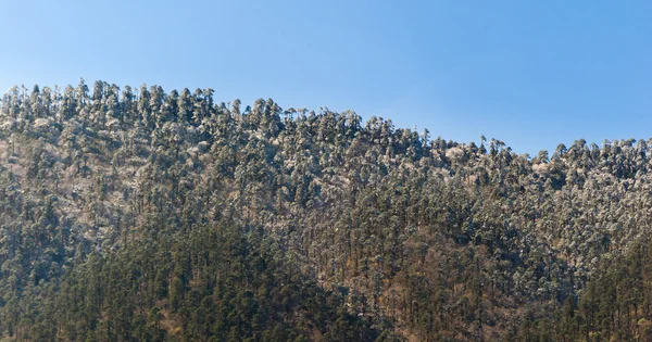 Árboles cubiertos de nieve en invierno — Foto de Stock