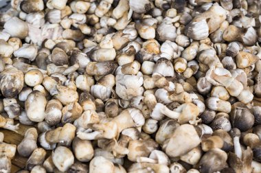 Gıda madde olarak taze mantar