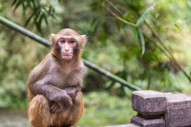 Çin'deki kahverengi maymun