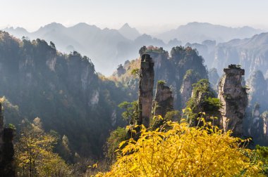 Güzel dağ manzarası ile çiçek açan çiçekler