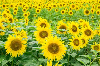 Çiçek parkında ayçiçekleri açıyor, Jilin, Çin