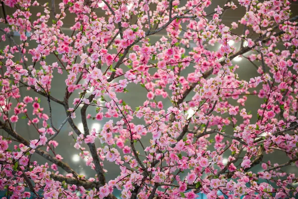 Cherry blossom virág — Stock Fotó