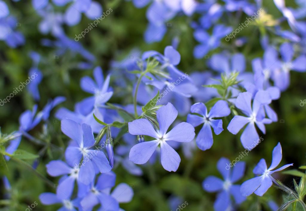 blå vilda blommor blå vilda blommor