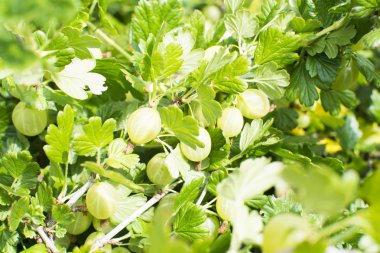 Bir dalda Bektaşi üzümü