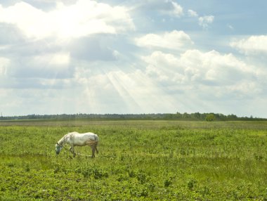 Çayırdaki beyaz at