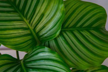 Calathea büyük yeşil yapraklar, çizgili, yeşil, kapalı ev bitkisi