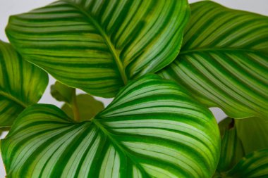 Calathea büyük yeşil yapraklar, çizgili, yeşil, kapalı ev bitkisi