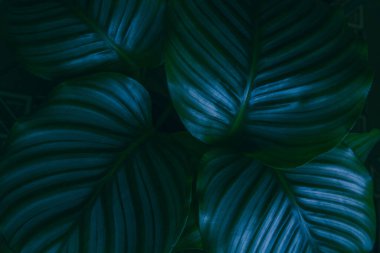 Calathea büyük yeşil yapraklar, çizgili, yeşil, kapalı ev bitkisi