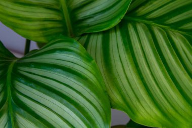 Calathea büyük yeşil yapraklar, çizgili, yeşil, kapalı ev bitkisi