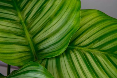 Calathea büyük yeşil yapraklar, çizgili, yeşil, kapalı ev bitkisi