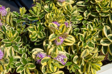 Veronica Variegata çiçekleri.