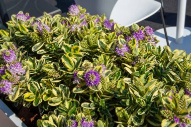 Veronica Variegata çiçekleri.