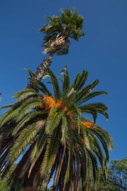 date palm against the sky, Spain