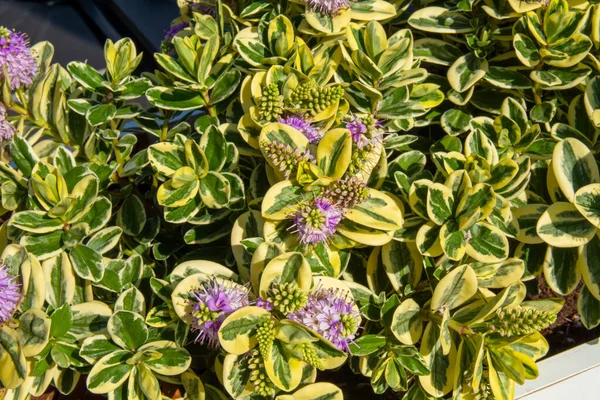 Veronica Variegata çiçekleri.