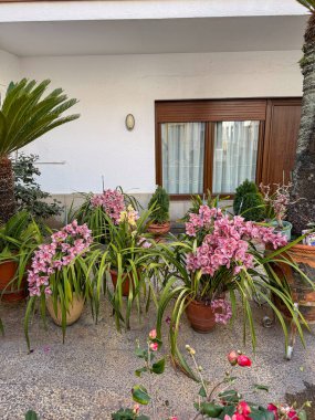 Large orchid flower Cymbidium beautiful many flowers