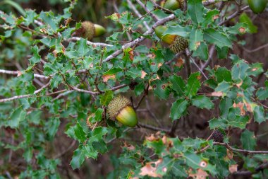 Kermes meşesi olarak da bilinen Quercus coccifera, Akdeniz bölgesinde yetişen bir ağaçtır. Resim, doğal ışıkta detaylı yeşil yaprakları gösteriyor.
