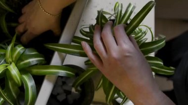 Çiçekleri saksıya koyan, kök sistemlerini denetleyen, büyük bir bitkiyi küçük olanlara ayıran, hasarlı yaprakları kaldıran ve daha küçük saksılara yerleştiren videolar. Bahar baharı ve bitki bakımı kavramı.