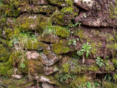 Canlı yeşil yosunlar, çimenler ve küçük orman bitkileriyle kaplanmış taşralı bir duvarın yakın çekimi. Bu doğal arka plan dayanıklılık, organik büyüme ve dokunulmamış doğanın güzelliğini aktarır..