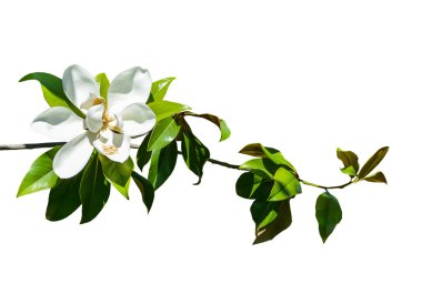 Manolya çiçek izole bakhground