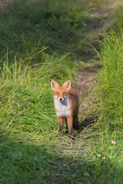 Frumoasă Vulpe Roşie Sălbăticie Vulpe Vicleană Sân Alb Animal Sălbatic — Fotografie, imagine de stoc