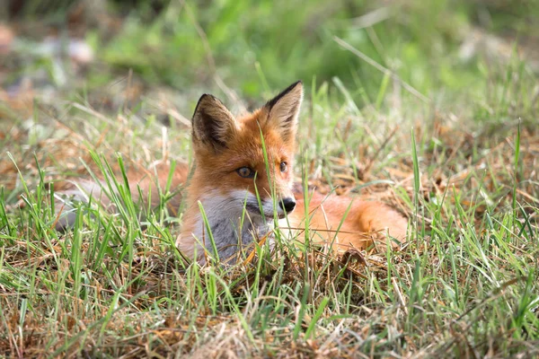 野生の美しい若い赤いフォックス 白い胸を持つ薄汚い狐 好奇心旺盛な野生動物 田舎だ 秋の晴れた日 — ストック写真