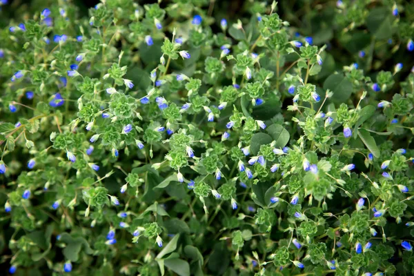 Belles Fleurs Bleues Sur Herbe Verte Les Primevères Printemps Été — Photo