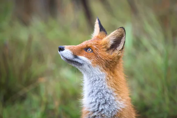 Hermoso Joven Zorro Rojo Naturaleza Zorro Astuto Con Pecho Blanco — Foto de Stock