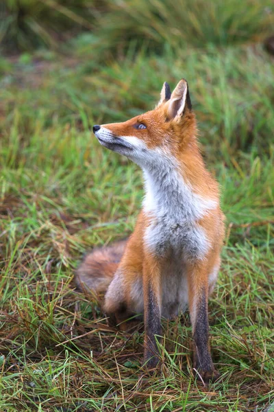 野生の美しい若い赤いフォックス 白い胸を持つ薄汚い狐 好奇心旺盛な野生動物 田舎だ 秋の晴れた日 — ストック写真