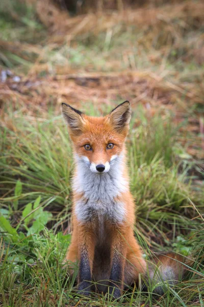 Hermoso Joven Zorro Rojo Naturaleza Zorro Astuto Con Pecho Blanco — Foto de Stock