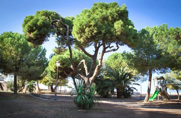 Ağaçlı bir şehir parkı ve setin üzerinde çocuk parkı. Dinlenme alanı. Halka açık bir şehir. Güzel yaz manzarası