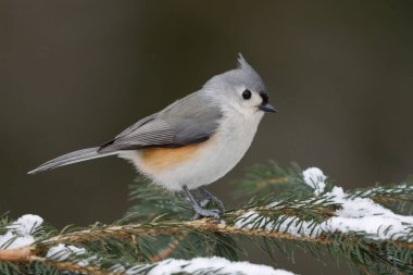 Tufted Titmouse (Baeolophus bicolor) kışın bir ladin dalına tünedi - Grand Bend, Ontario, Kanada