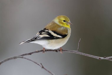 Kış tüylerinde Amerikan Goldfinch (Spinus tristis) - Grand Bend, Ontario, Kanada